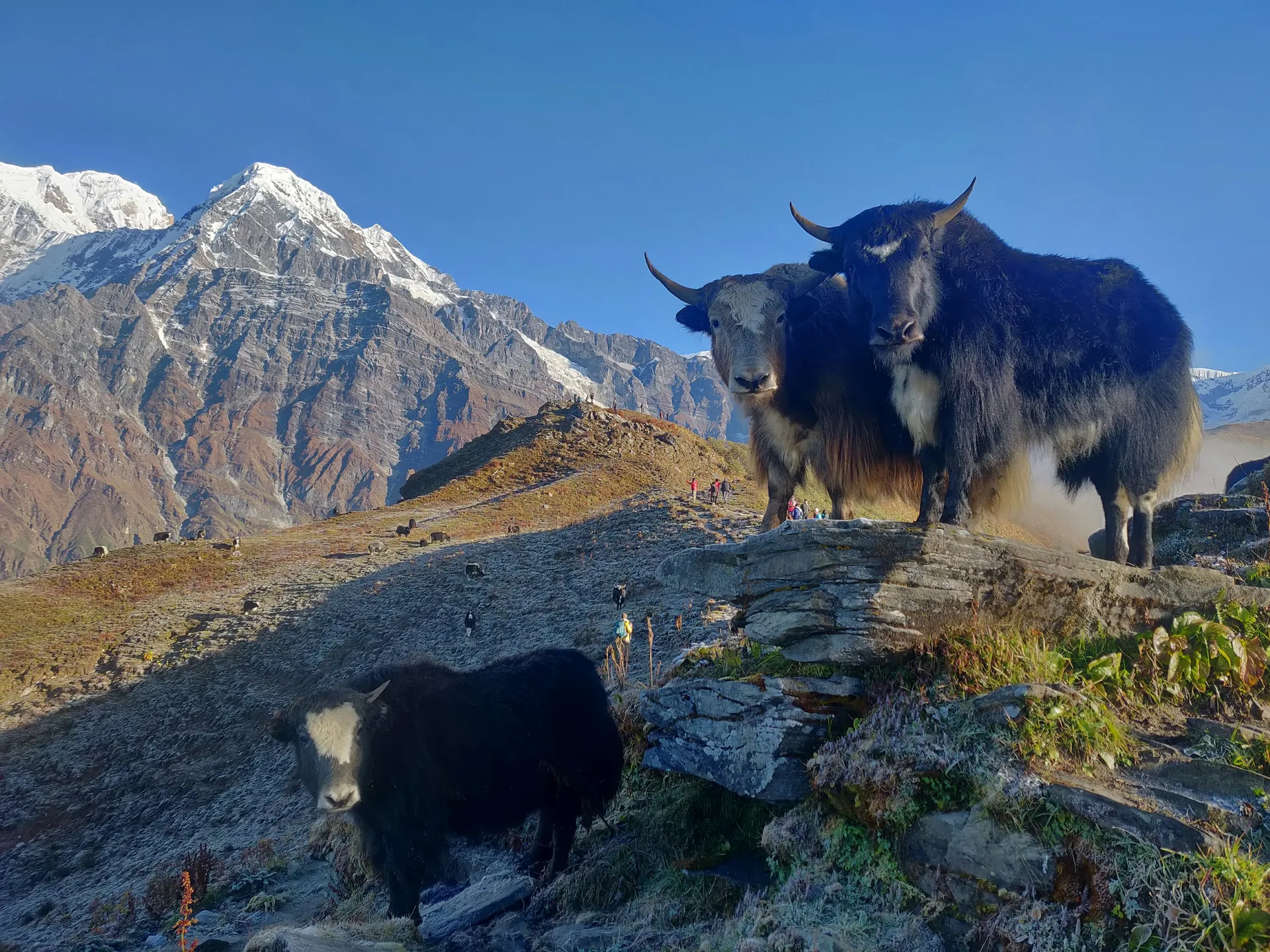 Yaks on the trail with Himalayan peaks behind